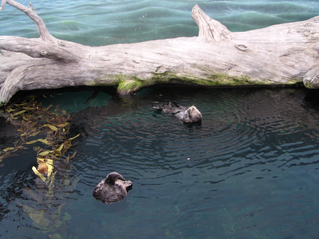 Oceanário de Lisboa: lontras