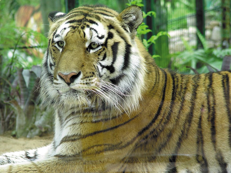 JZL: Tigre