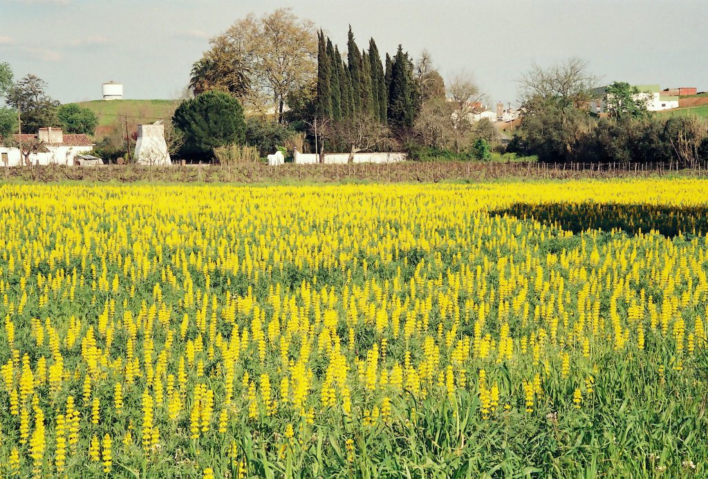 Vila de Frades