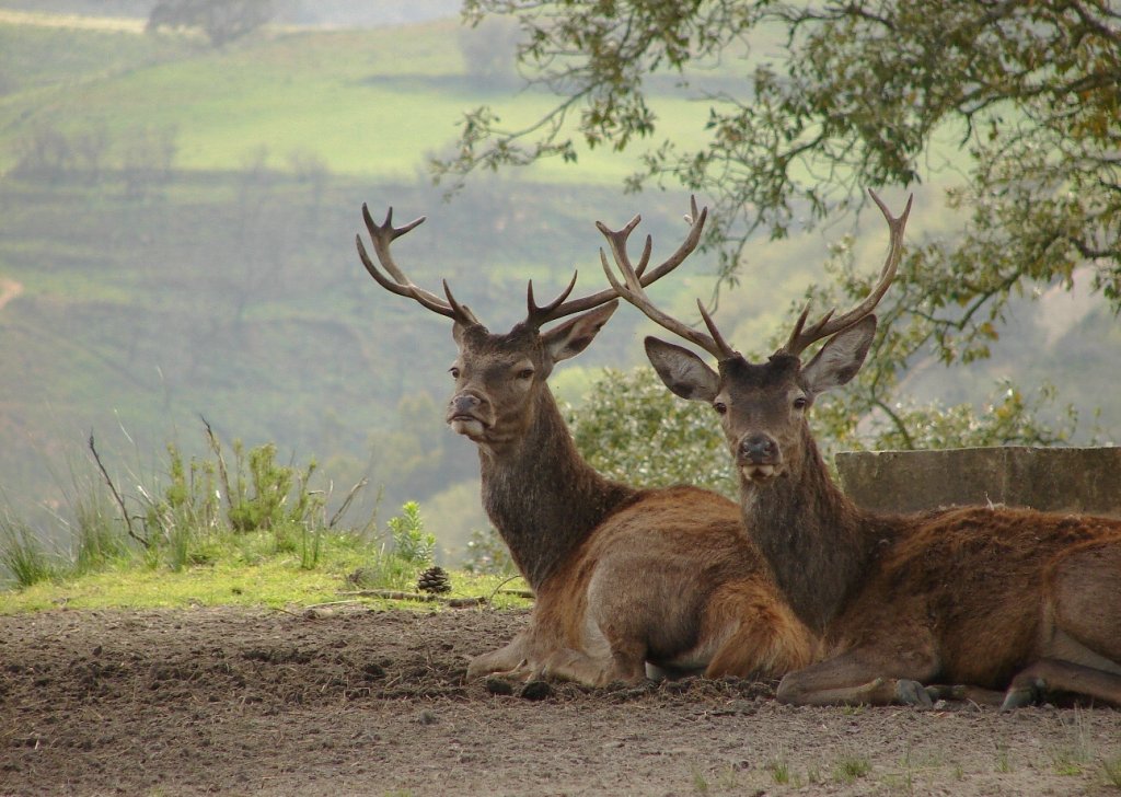 TNM: Ciervos rojos (Cervus elaphus)