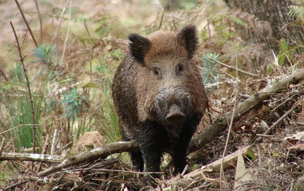 TNM: Sanglier (Sus scrofa)