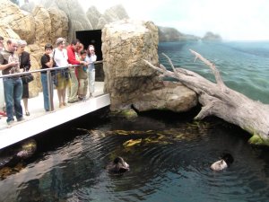 Oceanário de Lisboa: lontras: Foto
