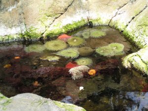 Oceanário de Lisboa: Foto