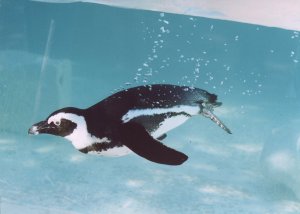 JZL: Pinguim: Foto