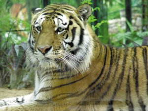 JZL: Tigre: Foto