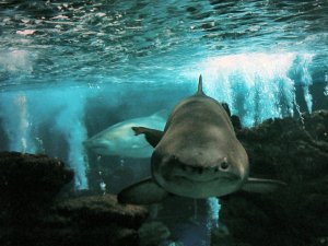 Zoomarine: Tiburones: Foto