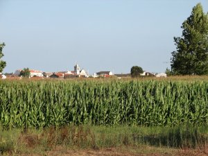 Pardilhó: Picture