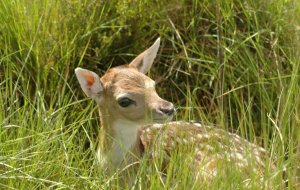 TNM: Gamo (Dama dama): Foto