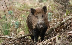 TNM: Jabalí (Sus scrofa): Foto