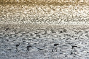 Parc des Nations: Photo
