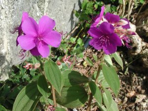 Monte: Flores: Foto
