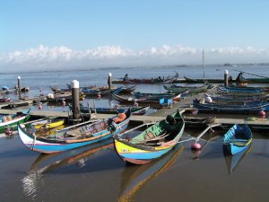 Barcos moliceiros: Foto