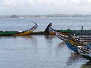 Barcos moliceiros: Foto