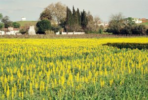 Vila de Frades: Foto