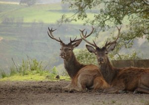 TNM: Veados (Cervus elaphus): Foto